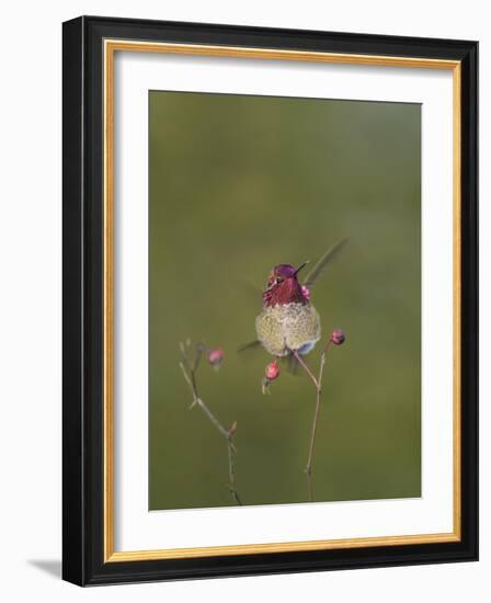 USA. Washington State. male Anna's Hummingbird flashes his iridescent gorget.-Gary Luhm-Framed Photographic Print