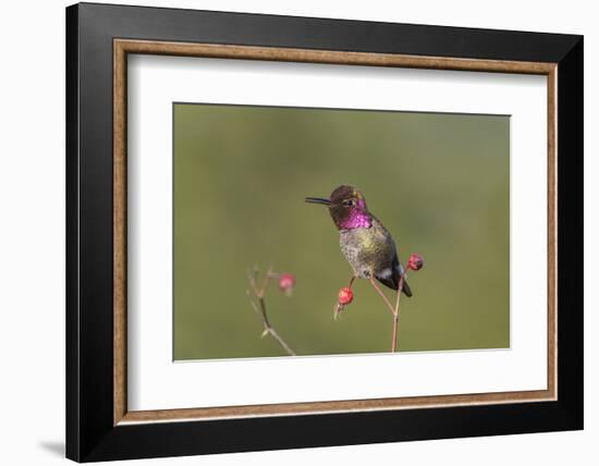 USA, Washington State. male Anna's Hummingbird flashes his iridescent gorget.-Gary Luhm-Framed Photographic Print