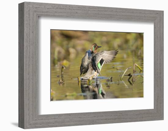 USA, Washington State. Male Green-winged Teal flaps its wings on Union Bay in Seattle.-Gary Luhm-Framed Photographic Print