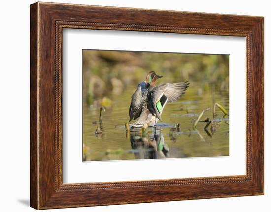 USA, Washington State. Male Green-winged Teal flaps its wings on Union Bay in Seattle.-Gary Luhm-Framed Photographic Print