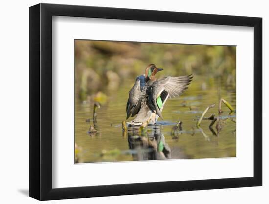 USA, Washington State. Male Green-winged Teal flaps its wings on Union Bay in Seattle.-Gary Luhm-Framed Photographic Print