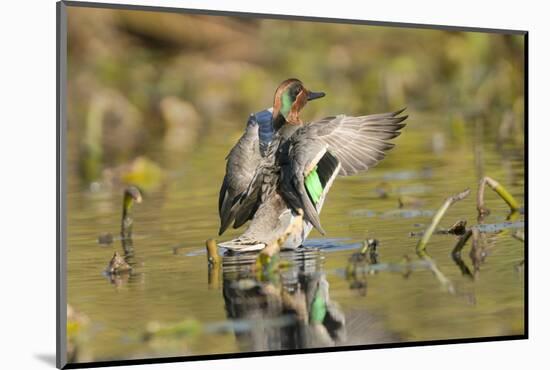 USA, Washington State. Male Green-winged Teal flaps its wings on Union Bay in Seattle.-Gary Luhm-Mounted Photographic Print