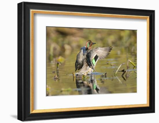 USA, Washington State. Male Green-winged Teal flaps its wings on Union Bay in Seattle.-Gary Luhm-Framed Photographic Print