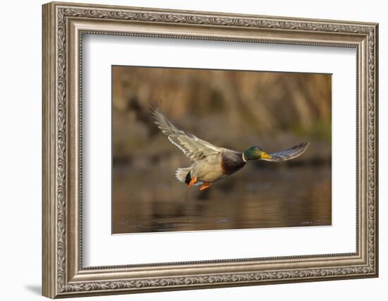 USA, Washington State. Male Mallard flying over a pond on Union Bay in Seattle.-Gary Luhm-Framed Photographic Print