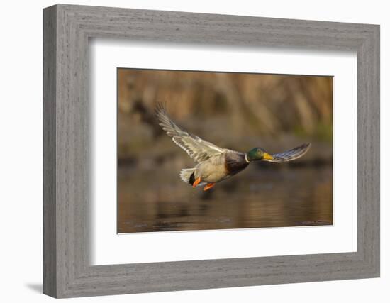 USA, Washington State. Male Mallard flying over a pond on Union Bay in Seattle.-Gary Luhm-Framed Photographic Print