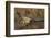 USA, Washington State. Male Mallard flying over a pond on Union Bay in Seattle.-Gary Luhm-Framed Photographic Print