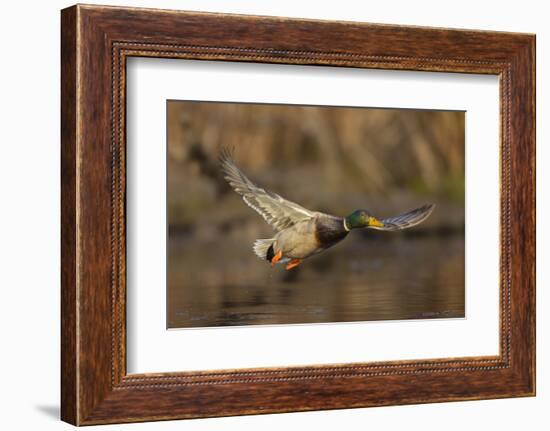 USA, Washington State. Male Mallard flying over a pond on Union Bay in Seattle.-Gary Luhm-Framed Photographic Print