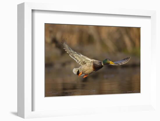USA, Washington State. Male Mallard flying over a pond on Union Bay in Seattle.-Gary Luhm-Framed Photographic Print