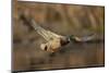 USA, Washington State. Male Mallard flying over a pond on Union Bay in Seattle.-Gary Luhm-Mounted Photographic Print