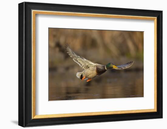 USA, Washington State. Male Mallard flying over a pond on Union Bay in Seattle.-Gary Luhm-Framed Photographic Print