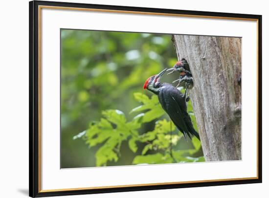 USA. Washington State. Male Pileated Woodpecker feeds begging chicks-Gary Luhm-Framed Premium Photographic Print