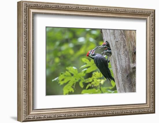 USA. Washington State. Male Pileated Woodpecker feeds begging chicks-Gary Luhm-Framed Photographic Print