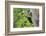 USA. Washington State. Male Pileated Woodpecker feeds begging chicks-Gary Luhm-Framed Photographic Print