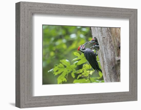 USA. Washington State. Male Pileated Woodpecker feeds begging chicks-Gary Luhm-Framed Photographic Print