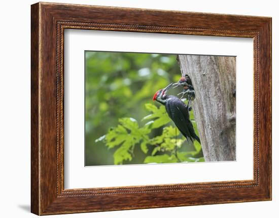 USA. Washington State. Male Pileated Woodpecker feeds begging chicks-Gary Luhm-Framed Photographic Print