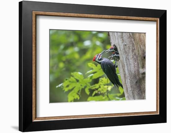 USA. Washington State. Male Pileated Woodpecker feeds begging chicks-Gary Luhm-Framed Photographic Print