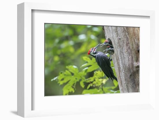 USA. Washington State. Male Pileated Woodpecker feeds begging chicks-Gary Luhm-Framed Photographic Print