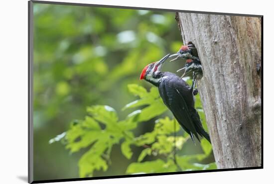 USA. Washington State. Male Pileated Woodpecker feeds begging chicks-Gary Luhm-Mounted Photographic Print