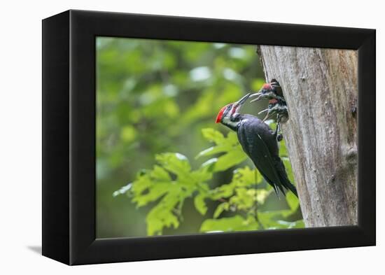 USA. Washington State. Male Pileated Woodpecker feeds begging chicks-Gary Luhm-Framed Premier Image Canvas