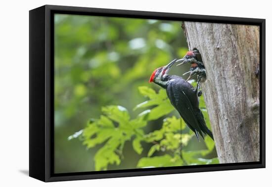 USA. Washington State. Male Pileated Woodpecker feeds begging chicks-Gary Luhm-Framed Premier Image Canvas