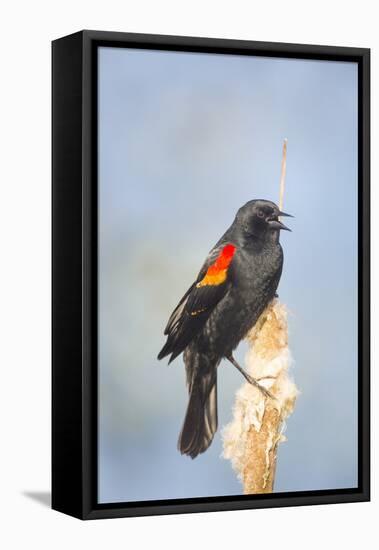 USA. Washington State. male Red-winged Blackbird sings from a cattail in a marsh.-Gary Luhm-Framed Premier Image Canvas