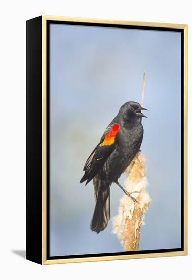 USA. Washington State. male Red-winged Blackbird sings from a cattail in a marsh.-Gary Luhm-Framed Premier Image Canvas