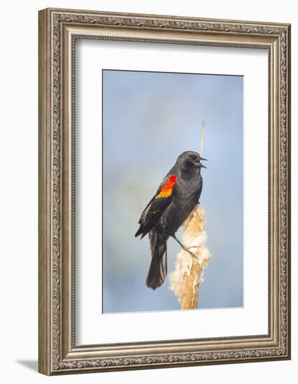 USA. Washington State. male Red-winged Blackbird sings from a cattail in a marsh.-Gary Luhm-Framed Photographic Print