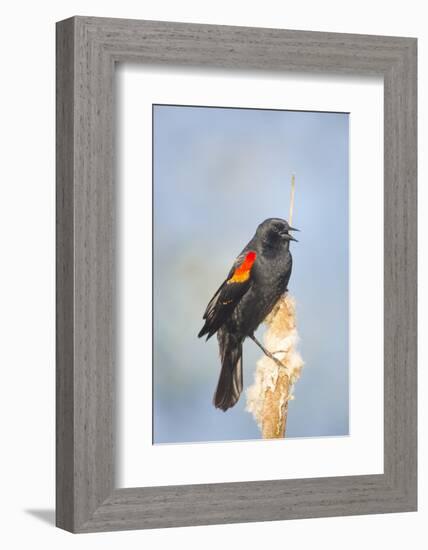 USA. Washington State. male Red-winged Blackbird sings from a cattail in a marsh.-Gary Luhm-Framed Photographic Print