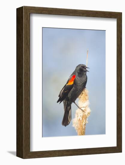 USA. Washington State. male Red-winged Blackbird sings from a cattail in a marsh.-Gary Luhm-Framed Photographic Print