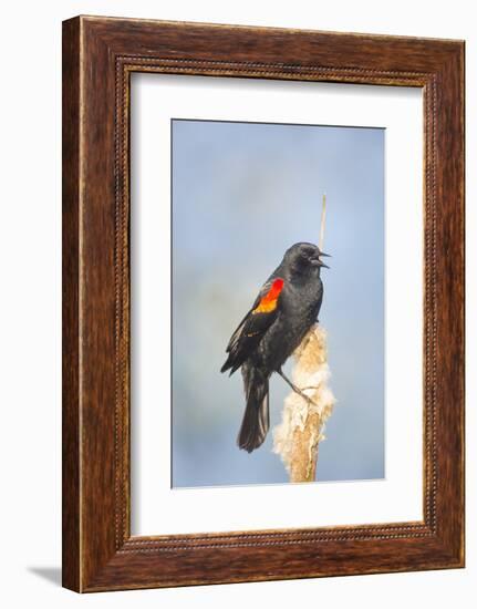 USA. Washington State. male Red-winged Blackbird sings from a cattail in a marsh.-Gary Luhm-Framed Photographic Print