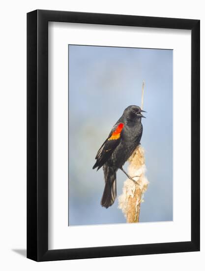 USA. Washington State. male Red-winged Blackbird sings from a cattail in a marsh.-Gary Luhm-Framed Photographic Print