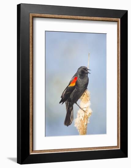 USA. Washington State. male Red-winged Blackbird sings from a cattail in a marsh.-Gary Luhm-Framed Photographic Print