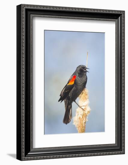 USA. Washington State. male Red-winged Blackbird sings from a cattail in a marsh.-Gary Luhm-Framed Photographic Print