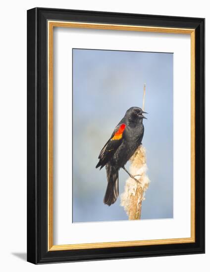 USA. Washington State. male Red-winged Blackbird sings from a cattail in a marsh.-Gary Luhm-Framed Photographic Print