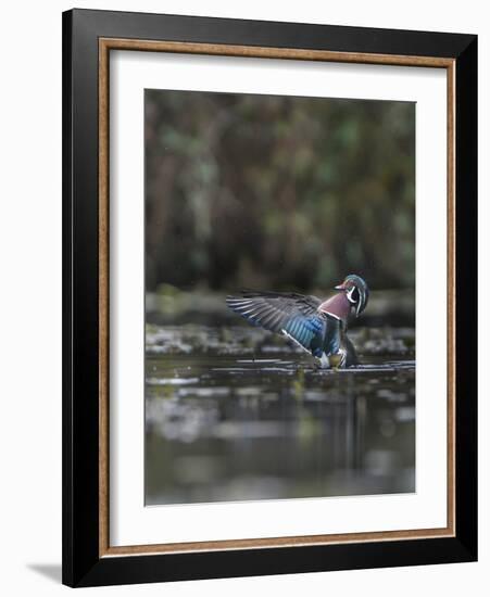 USA, Washington State. Male Wood Duck (Aix sponsa) flaps its wings on Union Bay in Seattle.-Gary Luhm-Framed Photographic Print