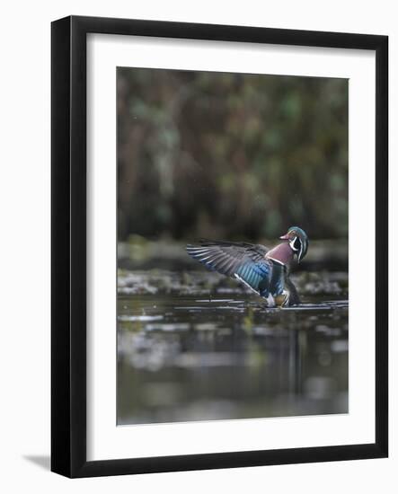 USA, Washington State. Male Wood Duck (Aix sponsa) flaps its wings on Union Bay in Seattle.-Gary Luhm-Framed Photographic Print