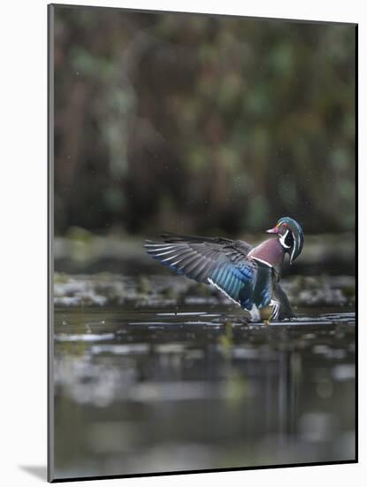 USA, Washington State. Male Wood Duck (Aix sponsa) flaps its wings on Union Bay in Seattle.-Gary Luhm-Mounted Photographic Print