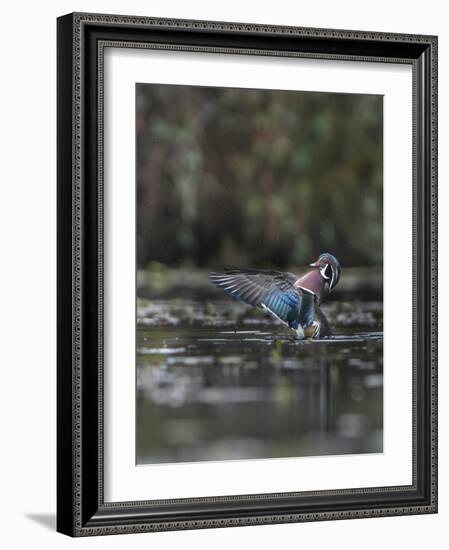 USA, Washington State. Male Wood Duck (Aix sponsa) flaps its wings on Union Bay in Seattle.-Gary Luhm-Framed Photographic Print