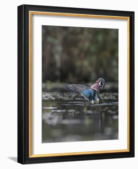 USA, Washington State. Male Wood Duck (Aix sponsa) flaps its wings on Union Bay in Seattle.-Gary Luhm-Framed Photographic Print