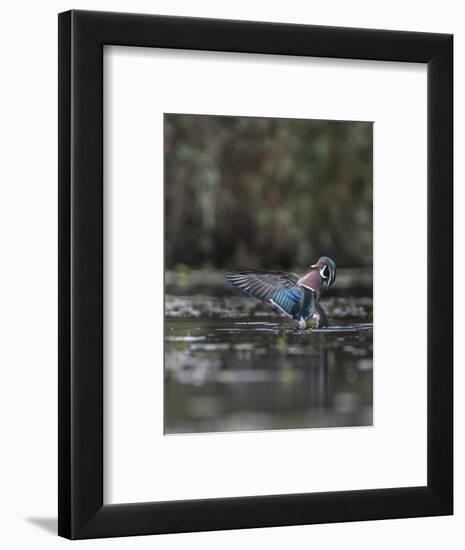 USA, Washington State. Male Wood Duck (Aix sponsa) flaps its wings on Union Bay in Seattle.-Gary Luhm-Framed Photographic Print