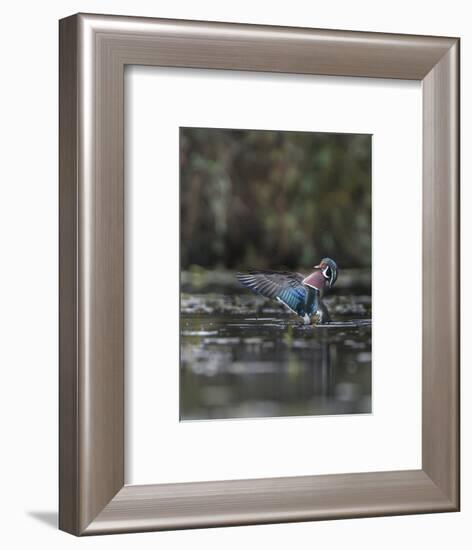 USA, Washington State. Male Wood Duck (Aix sponsa) flaps its wings on Union Bay in Seattle.-Gary Luhm-Framed Photographic Print