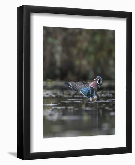 USA, Washington State. Male Wood Duck (Aix sponsa) flaps its wings on Union Bay in Seattle.-Gary Luhm-Framed Photographic Print