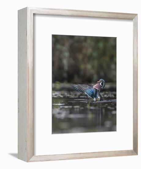 USA, Washington State. Male Wood Duck (Aix sponsa) flaps its wings on Union Bay in Seattle.-Gary Luhm-Framed Photographic Print