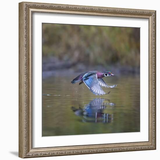 USA, Washington State. male Wood Duck, Aix Sponsa, flies over a marsh.-Gary Luhm-Framed Photographic Print