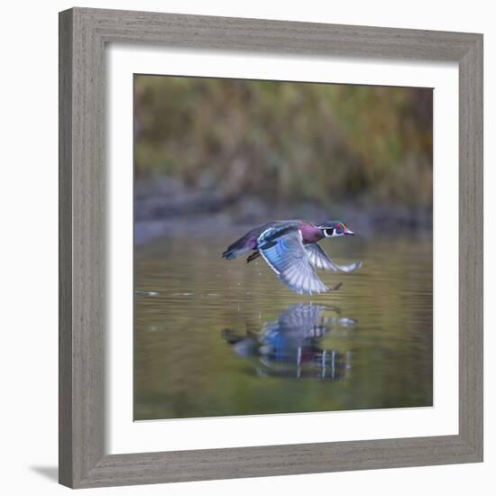 USA, Washington State. male Wood Duck, Aix Sponsa, flies over a marsh.-Gary Luhm-Framed Photographic Print