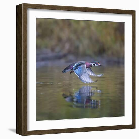 USA, Washington State. male Wood Duck, Aix Sponsa, flies over a marsh.-Gary Luhm-Framed Photographic Print