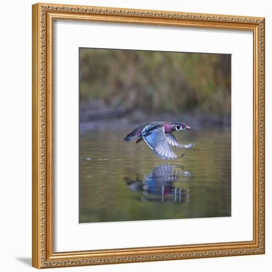 USA, Washington State. male Wood Duck, Aix Sponsa, flies over a marsh.-Gary Luhm-Framed Photographic Print