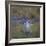 USA, Washington State. male Wood Duck, Aix Sponsa, flies over a marsh.-Gary Luhm-Framed Photographic Print