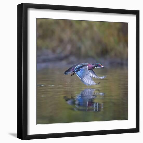 USA, Washington State. male Wood Duck, Aix Sponsa, flies over a marsh.-Gary Luhm-Framed Photographic Print