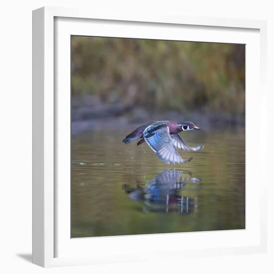 USA, Washington State. male Wood Duck, Aix Sponsa, flies over a marsh.-Gary Luhm-Framed Photographic Print